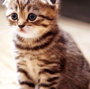 Meet your Posher, Steven